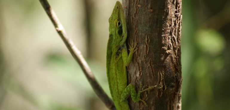 Visions of the Everglades: History Ecology Preservation