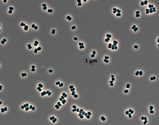 Rare New Microbe Found in Two Spacecraft Clean Rooms