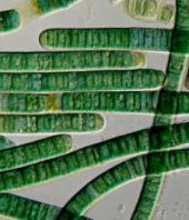 Tricking Algae’s Biological Clock Boosts Production of Drugs, Biofuels