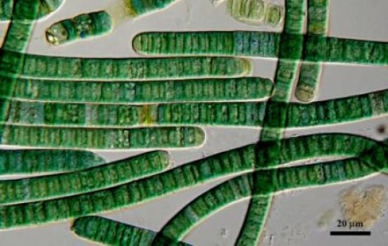 Tricking Algae’s Biological Clock Boosts Production of Drugs, Biofuels