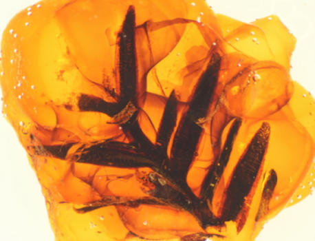 Amber Provides New Insights Into the Evolution of Earth’s Atmosphere: Low Oxygen Levels for Dinosaurs