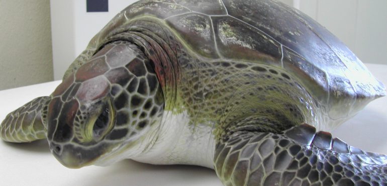Injured sea turtle treated at Miami Seaquarium