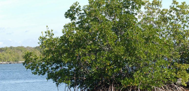 Climate science making inroads
