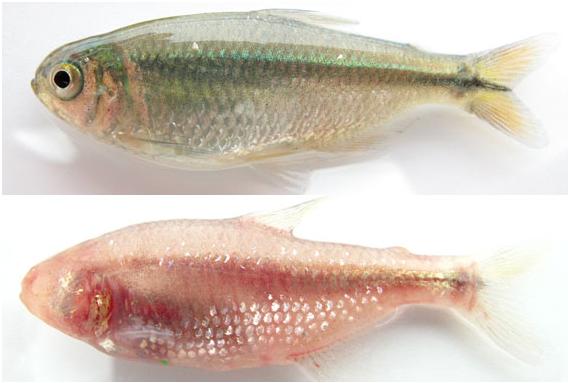 Rapid Evolution of Novel Forms: Environmental Change Triggers Inborn Capacity for Adaptation