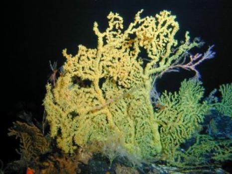 Deep-Sea Corals Record Dramatic Long-Term Shift in Pacific Ocean Ecosystem