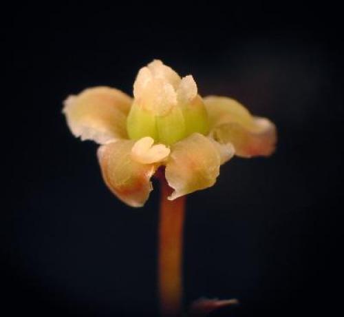 The Origin of Flowers: DNA of Storied Plant Provides Insight Into the Evolution of Flowering Plants