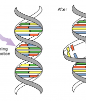 Mutation & Inheritance: The Long Term Effects of Naturally Occurring Radiation on Living Systems