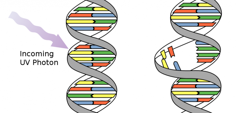 Mutation & Inheritance: The Long Term Effects of Naturally Occurring Radiation on Living Systems