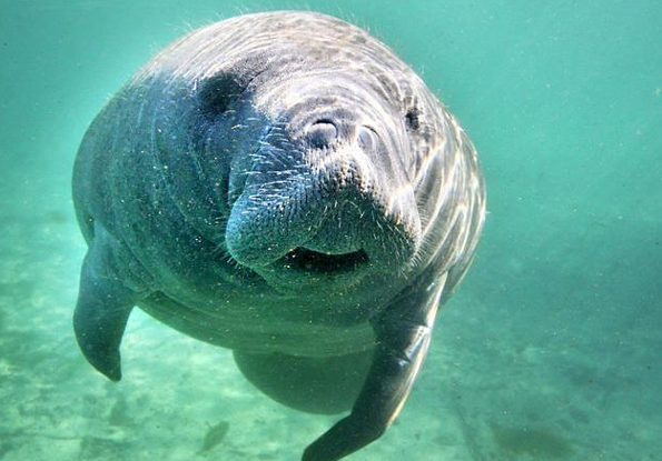 Annual manatee deaths in Florida top 800 for the first time