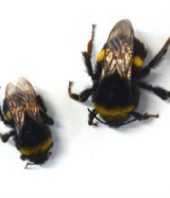 Exposure to Pesticides Results in Smaller Worker Bees