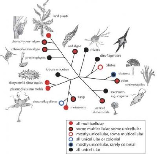From one cell to many: How did multicellularity evolve?