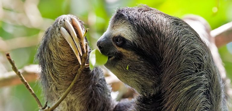 Can Moths Explain Why Sloths Poo On the Ground?