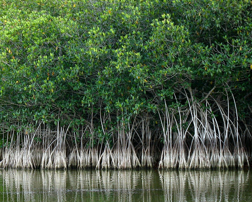 Florida’s mangroves are making a move north