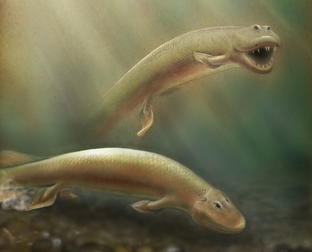 Strange Ancient Fish Had Front And Back Legs