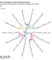 18,702 Base Pair Alignment of Fourteen Distinct Primates