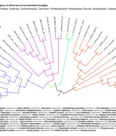 Cytochrome c phylogeny of thirty-four time-extended lineages