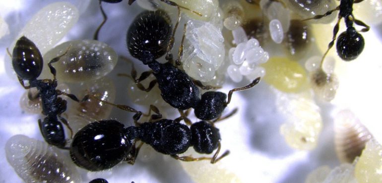 Novel genes determine division of labor in insect societies