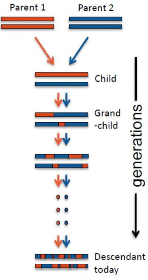 Mixed genes: Interactive world map of human genetic history reveals likely genetic impacts of historical events