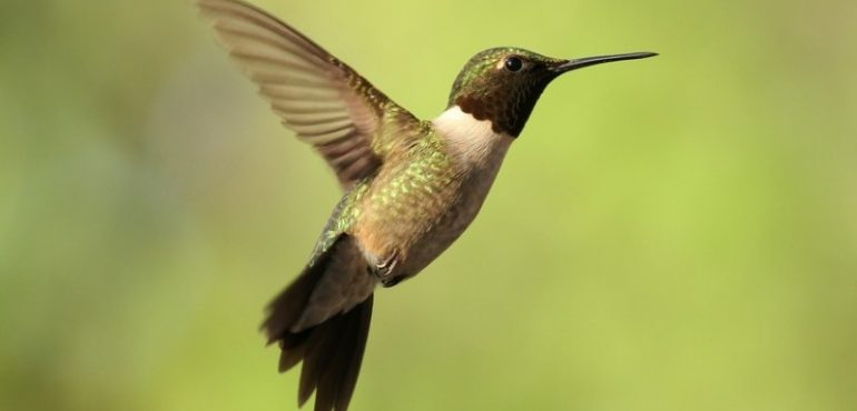 New insights into origin of birds focuses on key characteristics that preceded flight: Body size, forelimb length