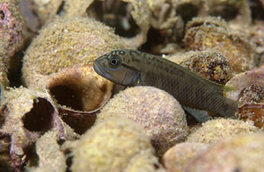 Competition breeds new fish species, study finds