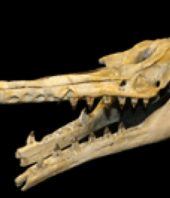 New fossil species: Origin of toothed whale echolocation