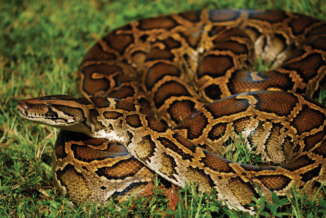 Burmese Pythons Slither Home from Miles Away