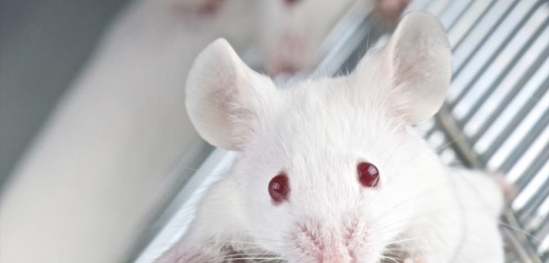 Living organ regenerated for first time: Thymus rebuilt in mice