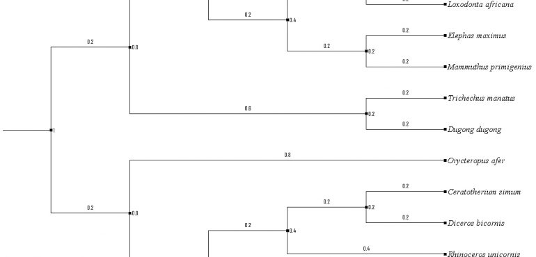 Technological Perspectives in Phylogeny Research: Revisiting Comparative Analysis of Complete Mitochondrial Genomes for Time-Extended Lineages