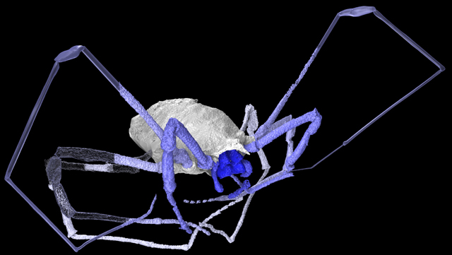 4-Eyed Daddy Longlegs Helps Explain Arachnid Evolution