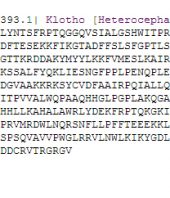 KLOTHO protein sequences (sixteen species) FULL DATASET