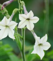 Tobacco Plants May Contain Cure for Cancer, a New Twist in Protein–Lipid Interactions