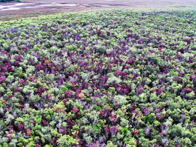 Tree disease sweeps through Everglades