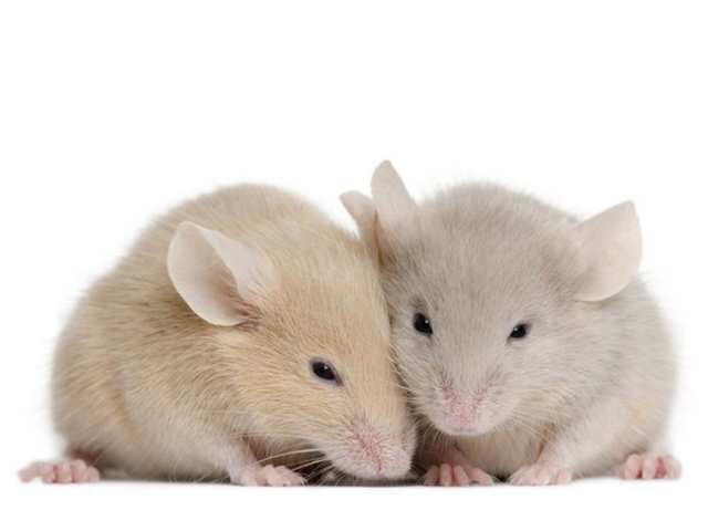 Century-old drug reverses signs of autism in mice