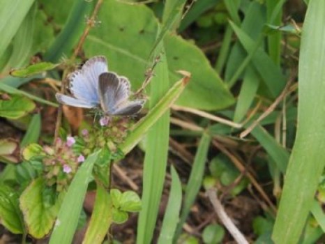 Fukushima’s legacy: Biological effects of Fukushima radiation on plants, insects, and animals