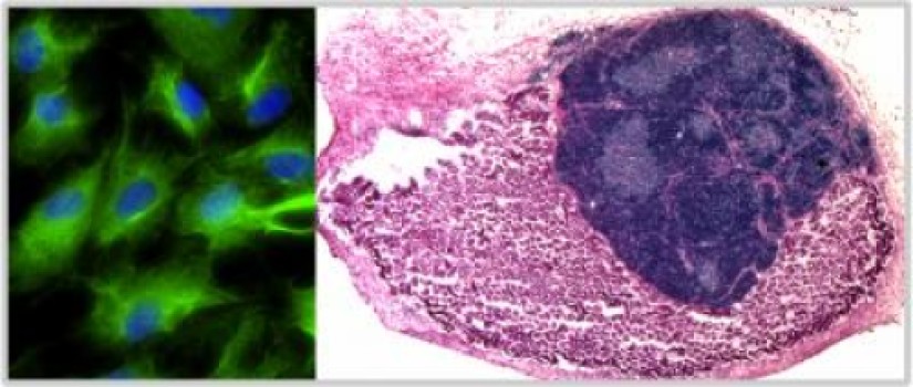 Scientists grow an organ in an animal from cells created in lab