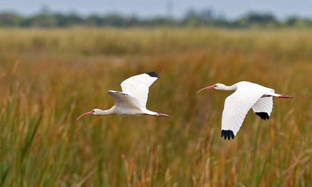 Clean the Everglades, win $10 million