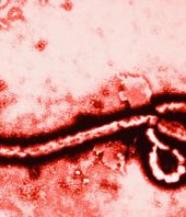 Evolution and Ebola: Scientists Rein In Fears of Ebola, a Virus Whose Mysteries Tend to Invite Speculation