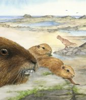 Madagascar Fossil Offers Clues in Evolution of Mammals