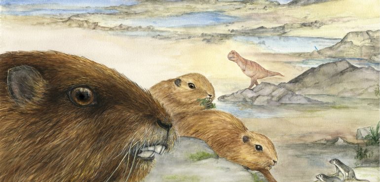 Madagascar Fossil Offers Clues in Evolution of Mammals