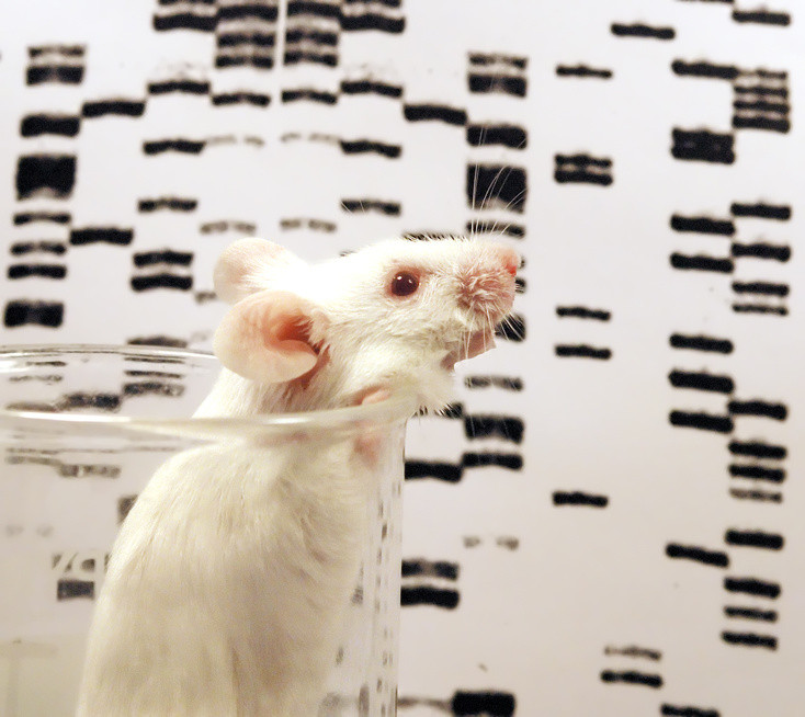 New view of mouse genome finds many similarities, striking differences with human genome