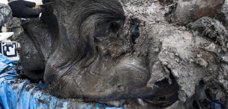 Can the Long-Extinct Woolly Mammoth Be Cloned?