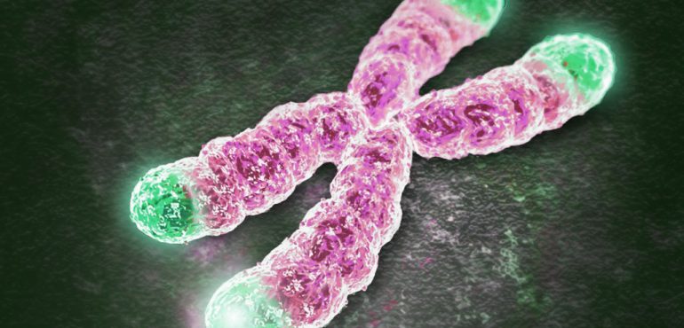 Scientists uncover novel looping mechanism that controls the fitness of cells, impacting aging and disease