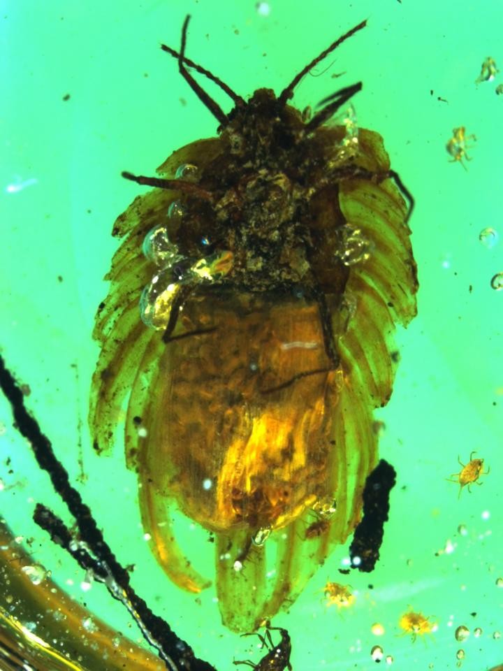 The 100 million year-old piggyback: Amber reveals earliest example of maternal care in insects