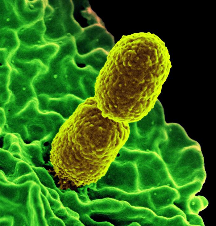 ‘Nightmare Bacteria’ Require Old and New Weapons