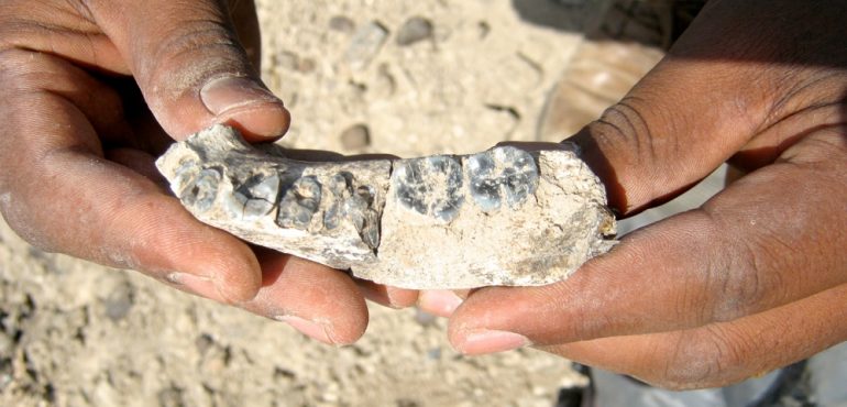 Earliest Human Species Possibly Found in Ethiopia