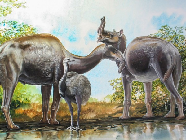 Puzzle of Darwin’s ‘strangest animals’ finally solved