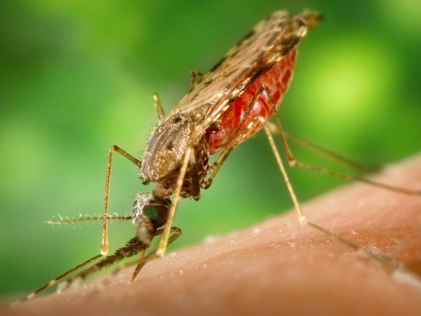 ‘Chain reaction’ spreads gene through insects