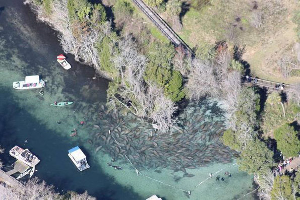 Florida manatee count tallies record high