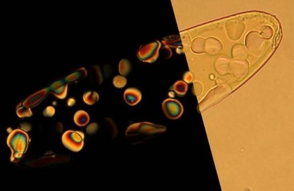 New study hints at spontaneous appearance of primordial DNA