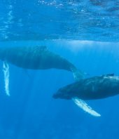 40 million-year-old family tree of baleen whales